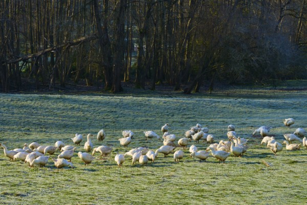 A flock of geese moves across a meadow bordered by a forest, Kirchzell, Amorbach, Odenwald, Bavaria, Germany
