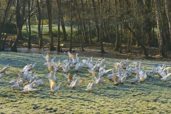 Geese frolicking in a meadow covered with morning dew next to the edge of a forest, Kirchzell, Amorbach, Odenwald, Bavaria, Germany