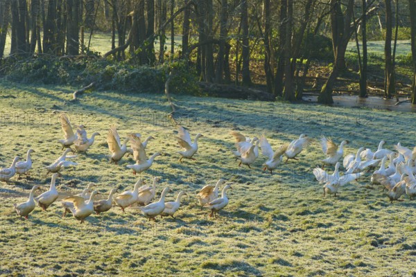 Geese move dynamically on a dewy meadow in front of a forest, Kirchzell, Amorbach, Odenwald, Bavaria, Germany