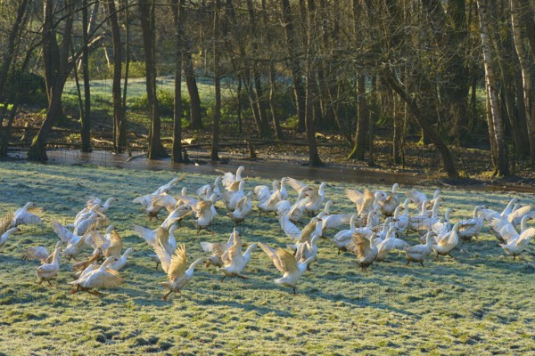 A group of geese in motion on a cool, wooded meadow, Kirchzell, Amorbach, Odenwald, Bavaria, Germany