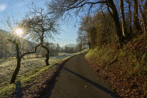 Sunlit path lined with bare trees in a frosty winter landscape, Kirchzell, Amorbach, Odenwald, Bavaria, Germany