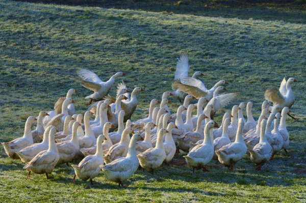 A large group of geese on a meadow covered with morning dew, Kirchzell, Amorbach, Odenwald, Bavaria, Germany