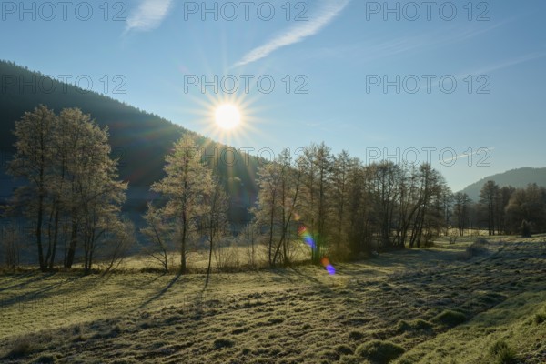 Bright morning sun over frost-covered trees in a wintry landscape, Kirchzell, Amorbach, Odenwald, Bavaria, Germany