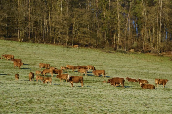 A group of cows grazing peacefully on a grassy landscape near a forest, Kirchzell, Amorbach, Odenwald, Bavaria, Germany