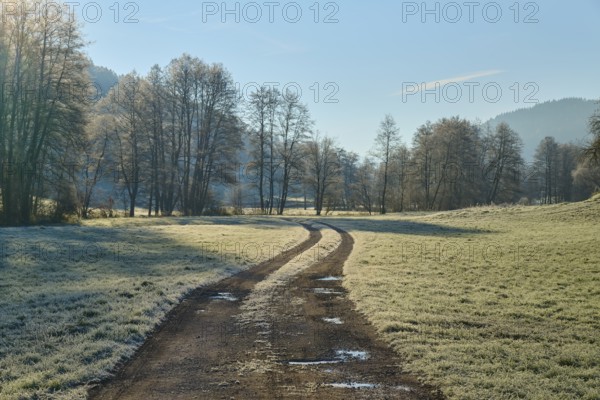A winding path leads through a frosty landscape with trees in the morning light, Kirchzell, Amorbach, Odenwald, Bavaria, Germany