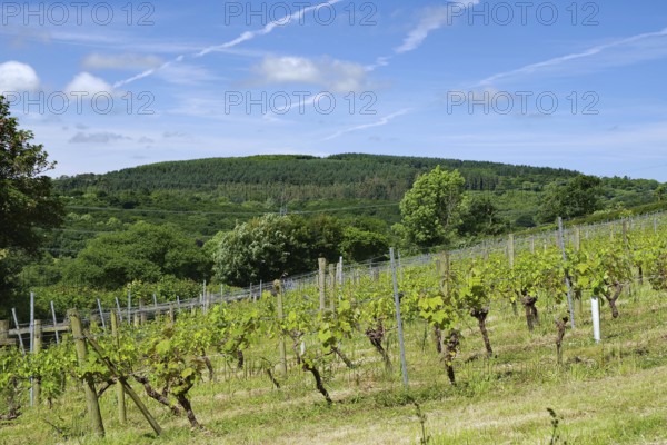 Vineyard on hilly landscape under blue sky with lush greenery, Camel Valley, Camel Trail, Cornwall, Cornwall, England, United Kingdom