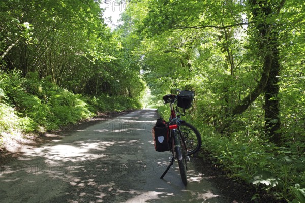 Cycling along a shady forest path surrounded by lush greenery, Wadebridge, Camel Trail, Cornwall, England, United Kingdom