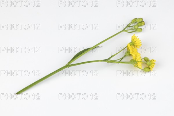 Branch of the Pippau (Crepis) on a white background