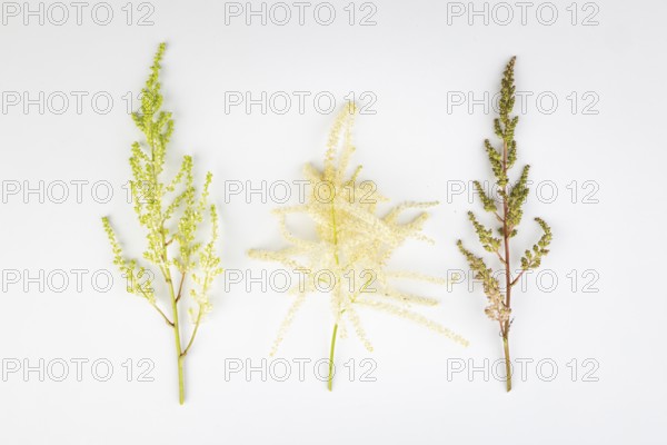 Three branches, white and pink astilbe (Astilbe) and forest honeysuckle (Aruncus dioicus), white background
