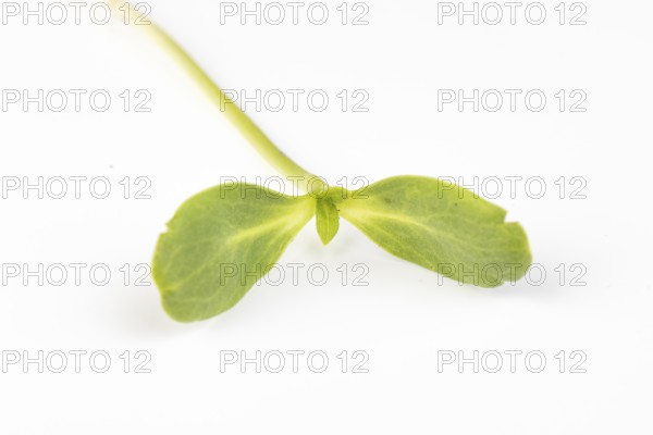A fresh seedling of the sunflower (Helianthus annuus) with two green leaves on a white background