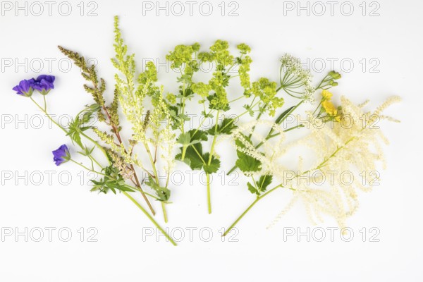 Branches of various flowers, spring bloomers on a white background
