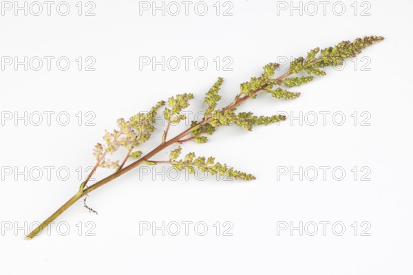 Branch of pink astilbe (Astilbe) on a white background