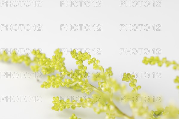 Green branches of Astilbe (Astilbe) on a white background, close-up