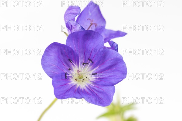 Close-up of a purple flower of the cranesbill (geranium) on a white background, close-up