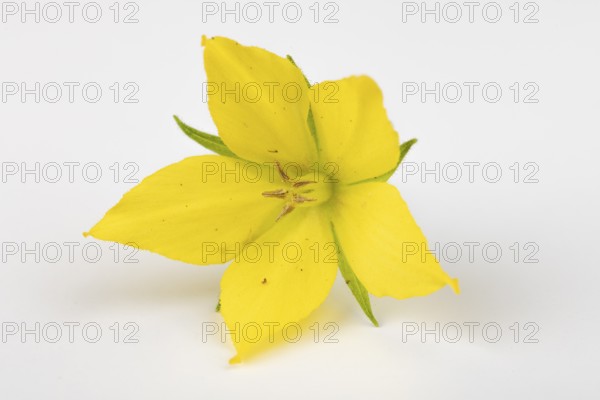 Yellow flower of Lysimachia punctata on a white background, close-up