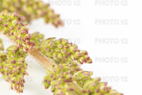 Close-up of buds of pink astilbe (Astilbe) with green and pink tones, on a white background