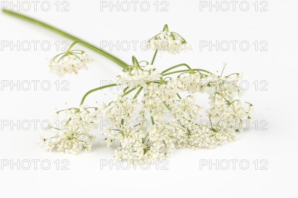 White flowers of the yarrow (Achillea) on a white background