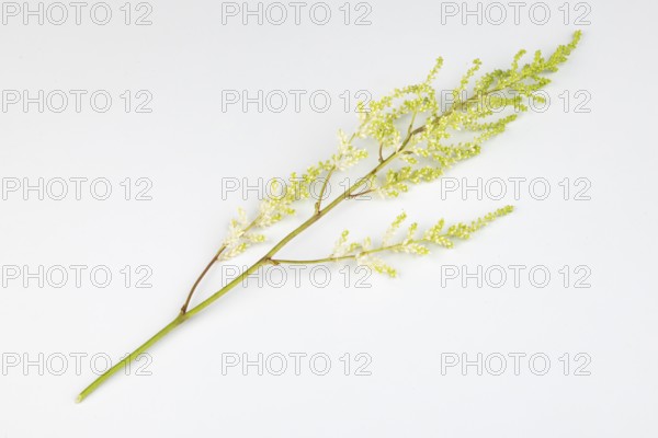 Branch of astilbe (Astilbe) on a white background