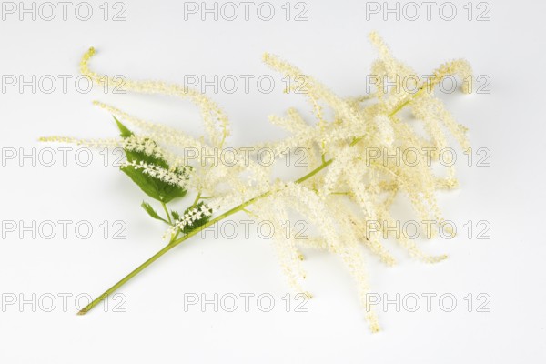 Branch of forest honeysuckle (Aruncus dioicus) with white flowers on a white background