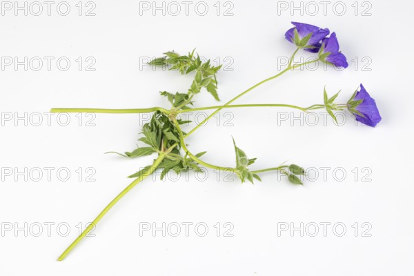 Branch of purple cranesbill (geranium) on a white background