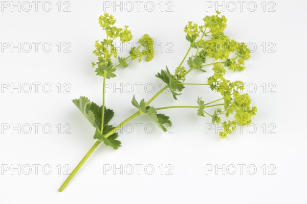 Branch of lady's mantle (Alchemilla) on a white background
