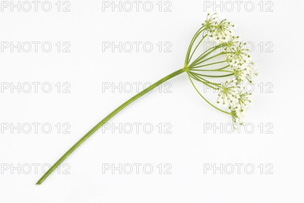 Branch of yarrow (Achillea) on a white background