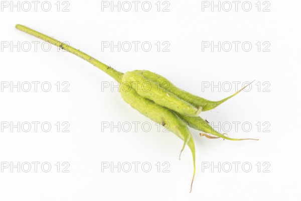 Single green seed capsule of columbine (Aquilegia) on a white background