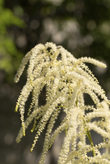 Delicate white flowers of the honeysuckle (Aruncus dioicus) against a blue sky, Neunkirchen, Lower Austria, Austria