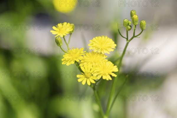 Bright yellow flowers of the Pippau (Crepis) in the sunlight, Neunkirchen, Lower Austria, Austria