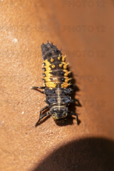 Close-up of a ladybird larva (Coccinellidae) with orange and black patterns, Neunkirchen, Lower Austria, Austria
