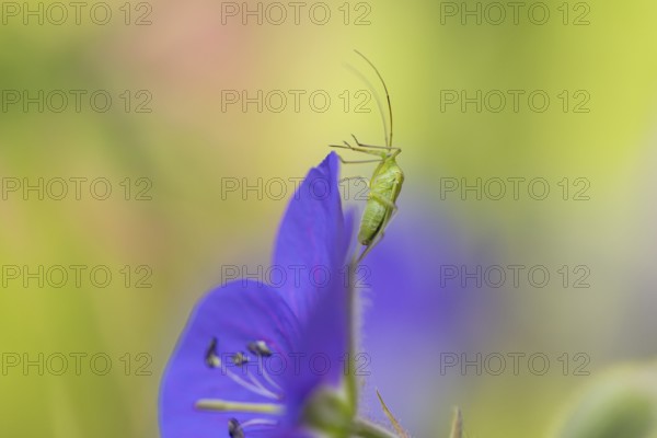 Green shield bug (Palomena prasina) sitting on purple flower of the cranesbill (Geranium), Neunkirchen, Lower Austria, Austria
