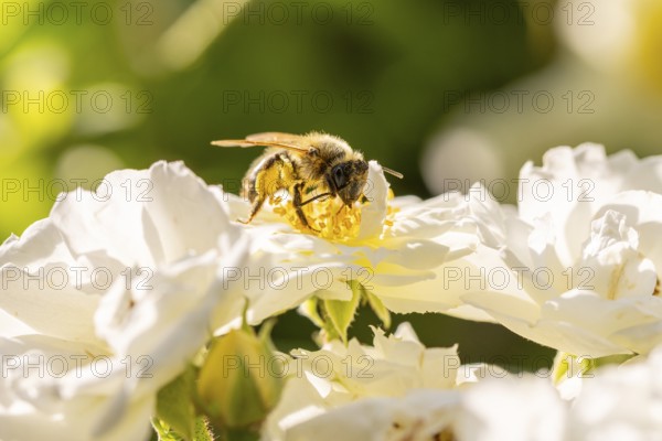 Close-up of a bee (Apis), on white blossoms of a climbing rose (Rosa), Neunkirchen, Lower Austria, Austria
