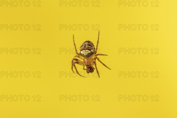 Cross spider (Araneus) in front of a light yellow background in close-up, Neunkirchen, Lower Austria, Austria