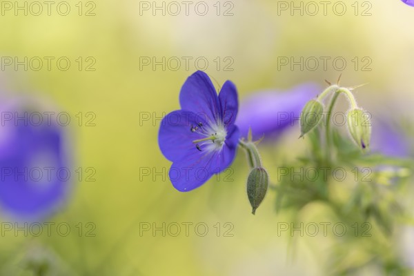 An open purple flower of the cranesbill (Geranium) with buds in front of a blurred background, Neunkirchen, Lower Austria, Austria