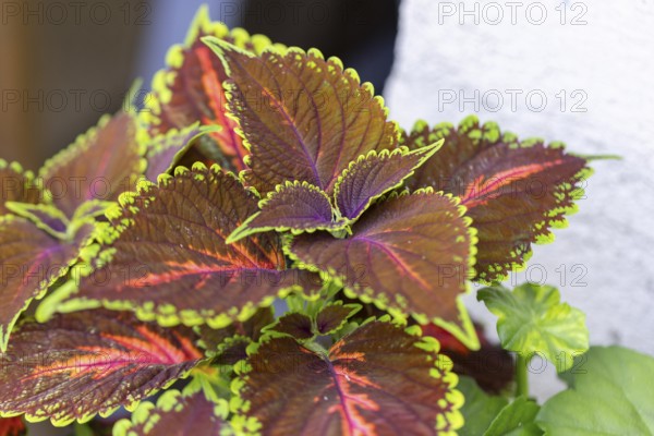 Detailed colourful leaves of the coloured nettle (Solenostemon scutellarioides) with green and red-brown ornaments, Neunkirchen, Lower Austria, Austria