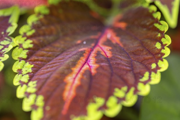 Close-up, leaf of the coloured nettle (Solenostemon scutellarioides) with green and red-brown ornaments, Neunkirchen, Lower Austria, Austria