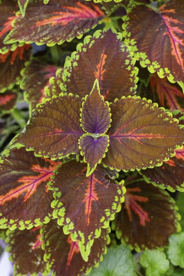 Detailed colourful leaves of the coloured nettle (Solenostemon scutellarioides) with green and red-brown ornaments, Neunkirchen, Lower Austria, Austria