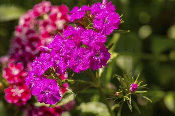 Lively flowering pink bearded carnations (Dianthus barbatus) in natural green surroundings, Neunkirchen, Lower Austria, Austria