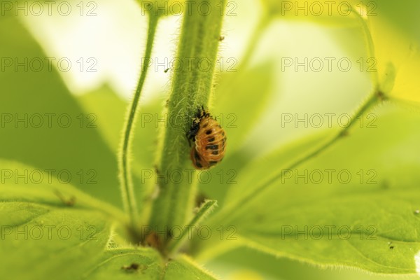 Ladybird pupa on a green stem, Neunkirchen, Lower Austria, Austria