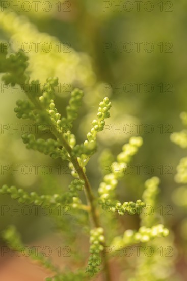 Close-up, inflorescence of the white astilbe (Astilbe), Neunkirchen, Lower Austria, Austria