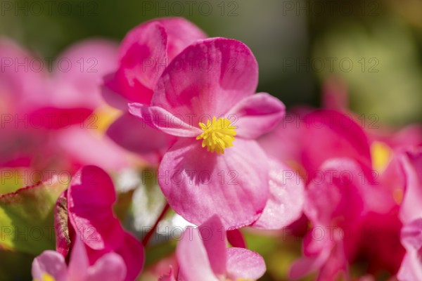 Pink flowers of the ice begonia (Begonia) in sunlight, close-up, Neunkirchen, Lower Austria, Austria
