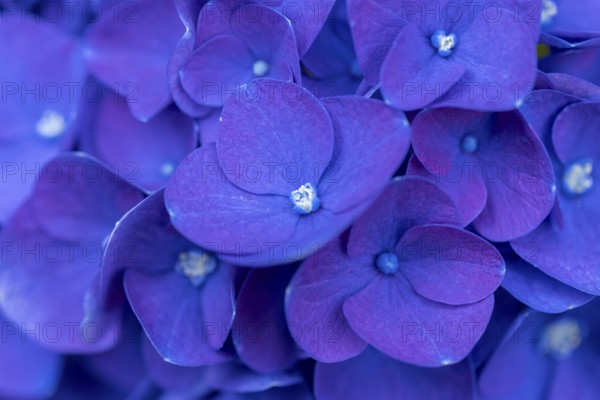 Intense blue hydrangea flowers with detailed texture, Neunkirchen, Lower Austria, Austria