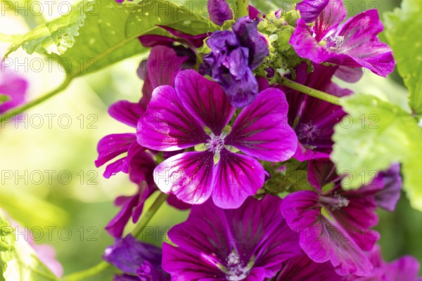 Close-up of purple flowers of Common mallow (Malva sylvestris) with green accents in bright summer light, Neunkirchen, Lower Austria, Austria