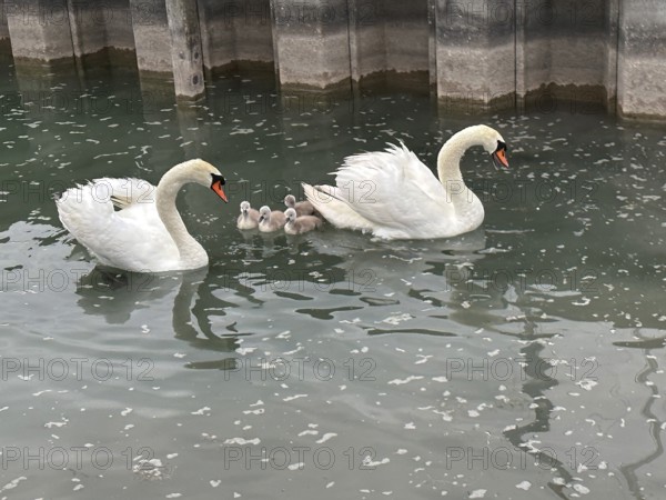 2 swans (Cygnus olor) with chicks