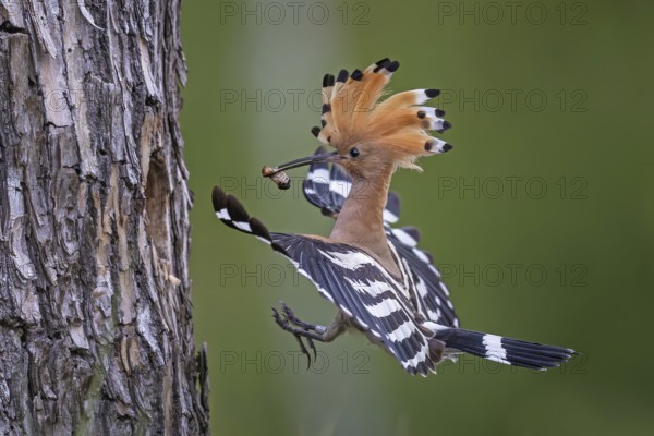 Hoopoe (Upupa epops) Bird of the Year 2022, male with food for his female, bridal gift, mating, courtship, foraging, erected canopy, breeding den, sunrise, interaction, flying, approaching, wings, climate change, ringing, Middle Elbe Biosphere Reserve, Saxony-Anhalt, Germany