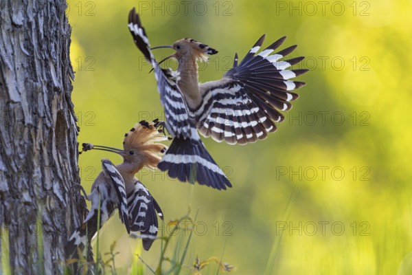 Hoopoe (Upupa epops) Bird of the Year 2022, male with food for his female, bridal gift, mating, courtship, begging for food, foraging, erected bonnet, pair, breeding cavity, sunrise, interaction, flying, approaching, wings, climate change, Middle Elbe Biosphere Reserve, Saxony-Anhalt, Germany