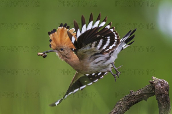 Hoopoe (Upupa epops) Bird of the Year 2022, male with food for his female, bridal gift, mating, courtship, foraging, erected bonnet, pair, breeding den, sunrise, interaction, flying, climate change, Middle Elbe Biosphere Reserve, Saxony-Anhalt, Germany