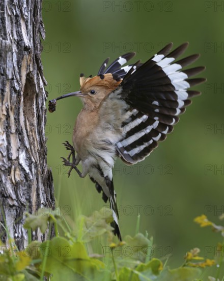 Hoopoe (Upupa epops) Bird of the Year 2022, female approaching the breeding cavity, landing, nesting site, breeding site, nuptial gift, pair formation, courtship, foraging, erected bonnet, pair, breeding cavity, sunrise, interaction, flying, foraging, climate change, Middle Elbe Biosphere Reserve, Saxony-Anhalt, Germany