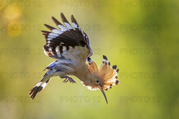 Hoopoe (Upupa epops) Bird of the Year 2022, female approaching, bridal gift, pair formation, courtship, begging for food, foraging, erected bonnet, pair, sunrise, interaction, flying, climate change, Middle Elbe Biosphere Reserve, Saxony-Anhalt, Germany