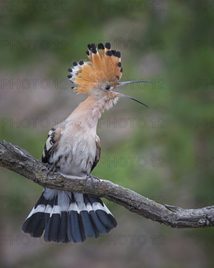 Hoopoe (Upupa epops) Bird of the Year 2022, female defending her territory, mating, courtship, erect plumage, threatening gesture, threatening, foraging, erect bonnet, sunrise, interaction, flying, begging for food, climate change, Middle Elbe Biosphere Reserve, Saxony-Anhalt, Germany